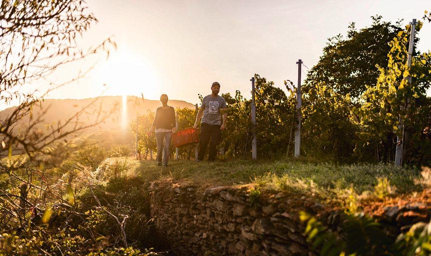 Die Weinernte wird vielerorts noch händisch durchgeführt. Purer Genuss braucht eben auch umsichtige Handhabe. Foto: WTG/Robert Herbst Die Weinernte wird vielerorts noch händisch durchgeführt. Purer Genuss braucht eben auch umsichtige Handhabe. Foto: WTG/Robert Herbst