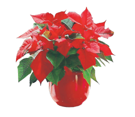 Weihnachtssterne sind als Farbtupfer im Winter die ideale Zimmerpflanze. Denn sie gedeihen gut am kühlen, schattigen Platz. Weihnachtssterne sind als Farbtupfer im Winter die ideale Zimmerpflanze. Denn sie gedeihen gut am kühlen, schattigen Platz.