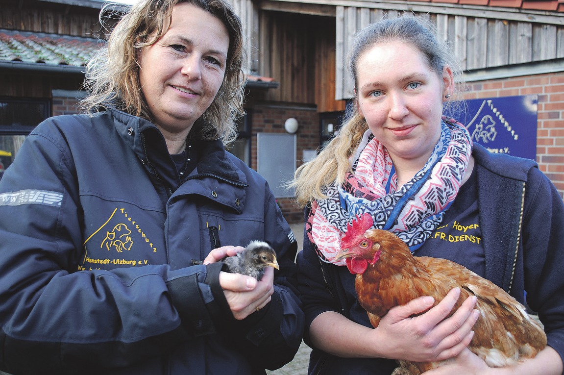 Das erste Mal sind Hühner im Tierheim zu Gast: Leiterin Katja Vogel (l.) peppelt die Küken auf, und Kollegin Josephine Hoyer sorgt für Henne Erna Fotos: Tina Jordan