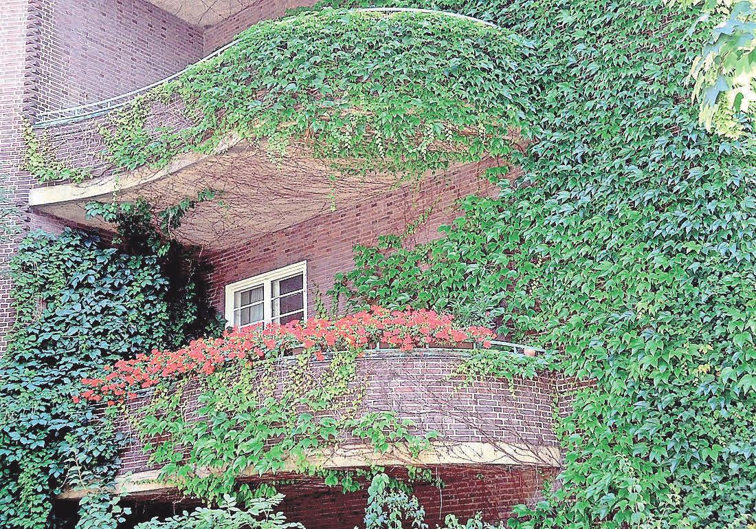 Wilder Wein an der Fassade. Foto: Busche Wilder Wein an der Fassade. Foto: Busche