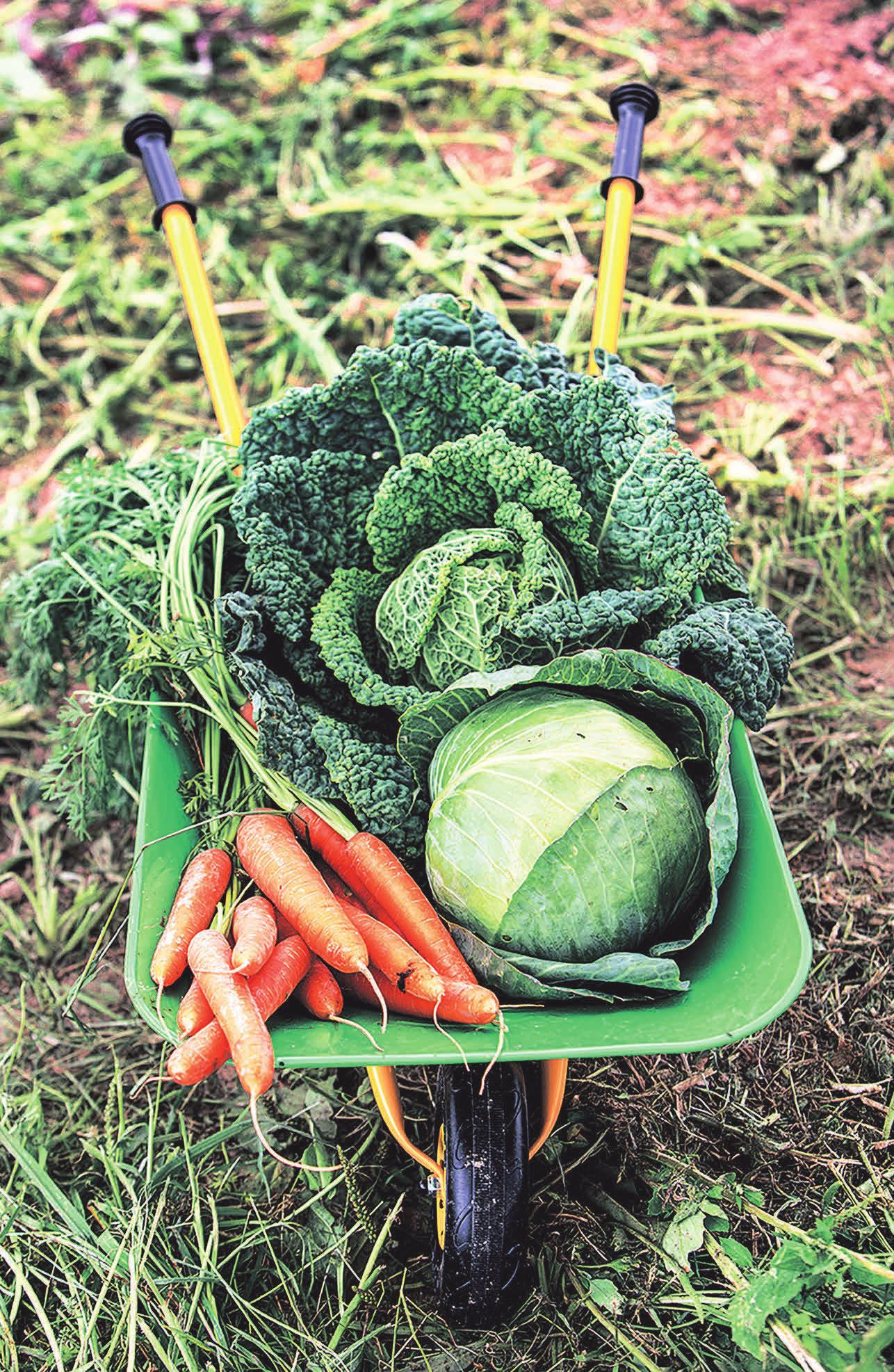 Gemüse und Obst sollten regelmäßig auf dem Speiseplan stehen. Foto: AOK Mediendienst Gemüse und Obst sollten regelmäßig auf dem Speiseplan stehen. Foto: AOK Mediendienst
