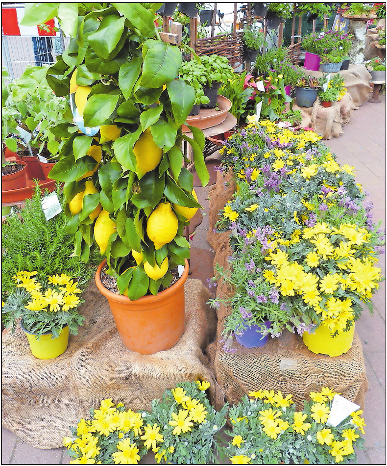 Farbenfroh wie die Blumen präsentiert sich 2019 auch die Mode für Frühjahr und Sommer. FOTO: SCHIFFERSTADT/FREI Farbenfroh wie die Blumen präsentiert sich 2019 auch die Mode für Frühjahr und Sommer. FOTO: SCHIFFERSTADT/FREI