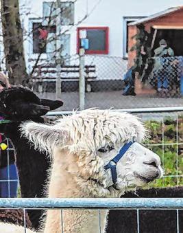 Groß und Klein dürfen sich auf Alpakas freuen. Foto: ede Groß und Klein dürfen sich auf Alpakas freuen. Foto: ede