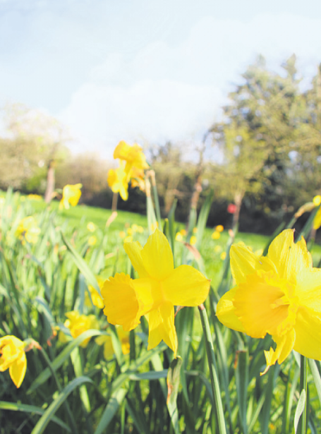 Osterglocken blühen dort im Frühling Bild: Seher Osterglocken blühen dort im Frühling Bild: Seher