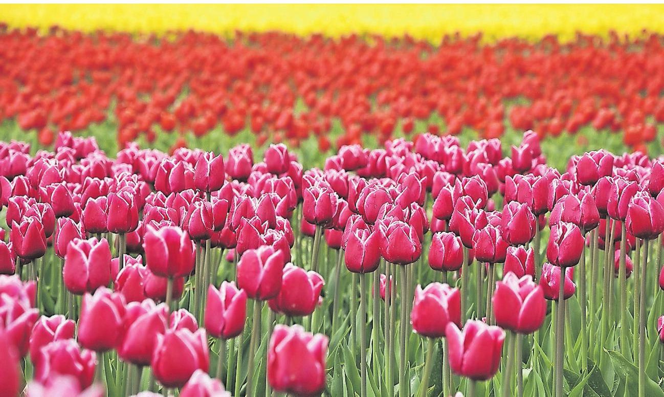 Tulpen in allen Farben gehören überall in Holland zum Landschaftsbild im Frühling. Tulpen in allen Farben gehören überall in Holland zum Landschaftsbild im Frühling.