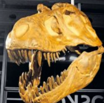 Monumentaler Schädel: T-Rex-Kopf im Urweltmuseum Geoskop. Foto: Urweltmuseum Geoskop/frei Monumentaler Schädel: T-Rex-Kopf im Urweltmuseum Geoskop. Foto: Urweltmuseum Geoskop/frei