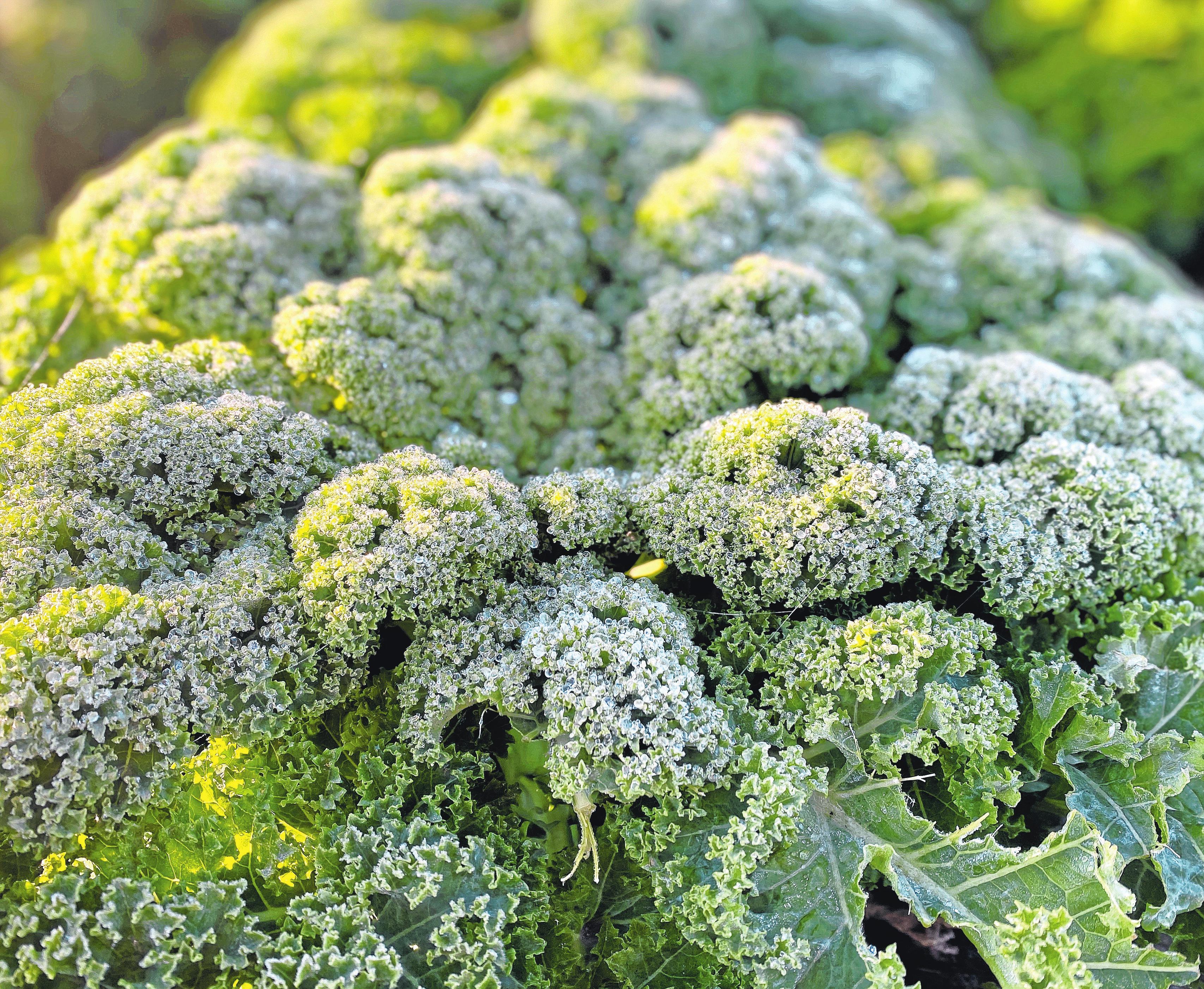 Wintergemüse: Grünkohl benötigt Frost, um sein volles Aroma entfalten zu können.