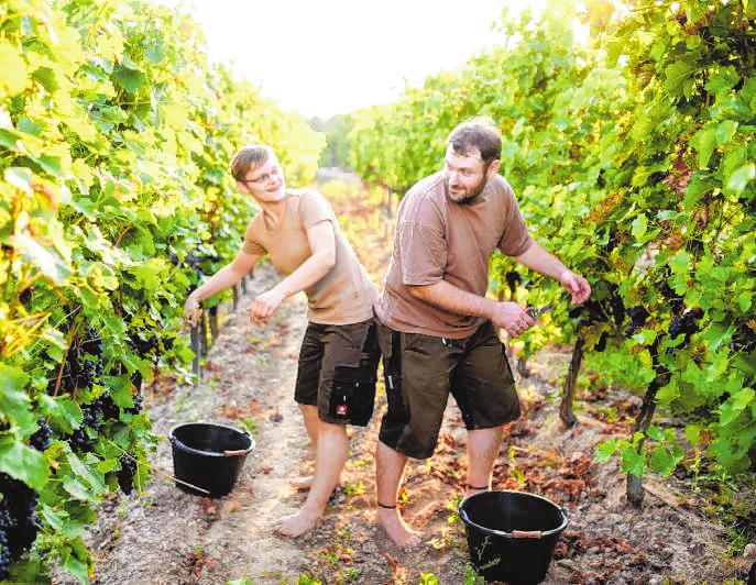 Die Barfußwinzer Vanessa und Jens Schreiber achten beim Wein- und Obstbau auf Nachhaltigkeit. Bild: Weinbau Schreiber Die Barfußwinzer Vanessa und Jens Schreiber achten beim Wein- und Obstbau auf Nachhaltigkeit. Bild: Weinbau Schreiber
