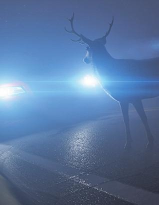 Dunkelheit und Nebel machen Wildwechsel besonders gefährlich. Foto: Kaulitzki/ stock.adobe.com Dunkelheit und Nebel machen Wildwechsel besonders gefährlich. Foto: Kaulitzki/ stock.adobe.com