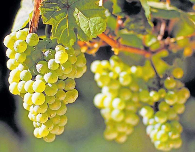 Die Pfalz gilt als seine Heimat