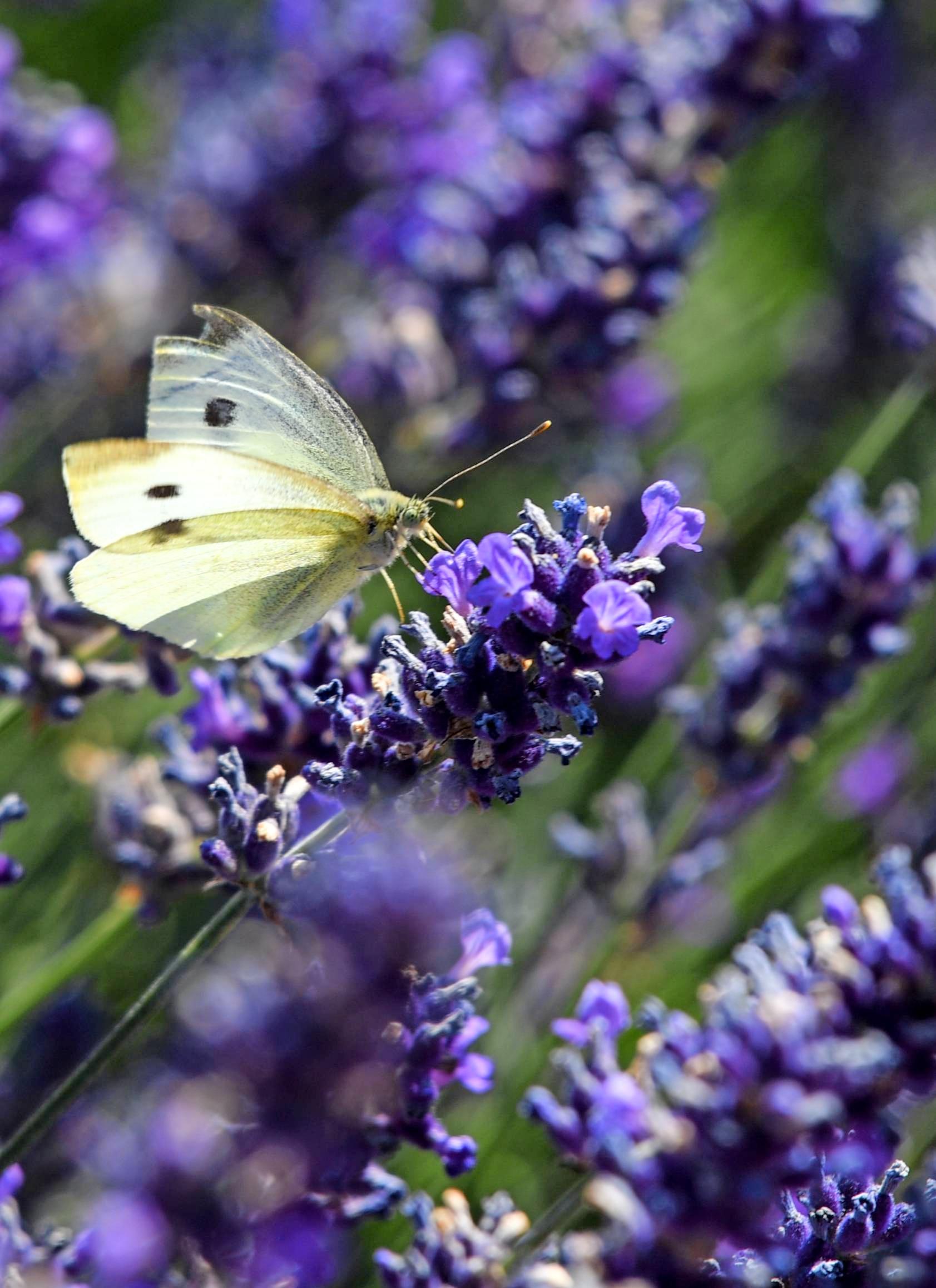 Ein robuster Klassiker und Liebling der Schmetterlinge unter den wärmeverträglichen Stauden ist der mediterrane Lavendel. Ein robuster Klassiker und Liebling der Schmetterlinge unter den wärmeverträglichen Stauden ist der mediterrane Lavendel.