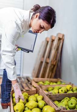 Keine Stellen, passen Größe und Form? Auch Äpfel werden auf ihre Qualität überprüft. ISTOCKPHOTO/LORDN Keine Stellen, passen Größe und Form? Auch Äpfel werden auf ihre Qualität überprüft. ISTOCKPHOTO/LORDN