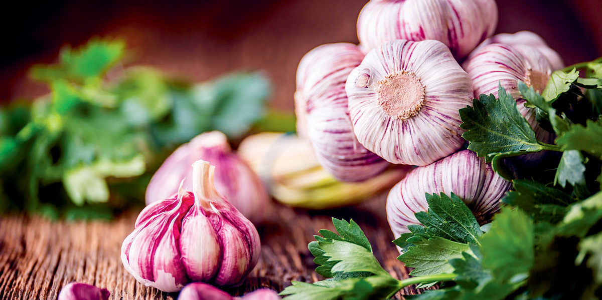 Frischer Knoblauch jetzt aus norddeutschem und Pfälzer Anbau. Frischer Knoblauch jetzt aus norddeutschem und Pfälzer Anbau.