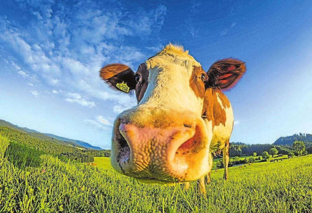 Im Allgäu werden Besucher wahrscheinlich einige der neugierigen Kühe auf den Weiden treffen. Foto: Pixabay/Hermann Schmider Im Allgäu werden Besucher wahrscheinlich einige der neugierigen Kühe auf den Weiden treffen. Foto: Pixabay/Hermann Schmider