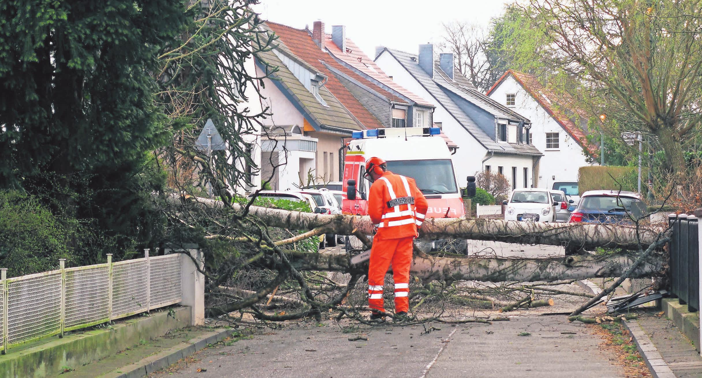 Haus und Grundstück müssen in einem sicheren Zustand sein. Daher sollten auch regelmäßig alle Bäume auf dem Grundstück überprüft werden. Foto: dpp Autoreporter Haus und Grundstück müssen in einem sicheren Zustand sein. Daher sollten auch regelmäßig alle Bäume auf dem Grundstück überprüft werden. Foto: dpp Autoreporter