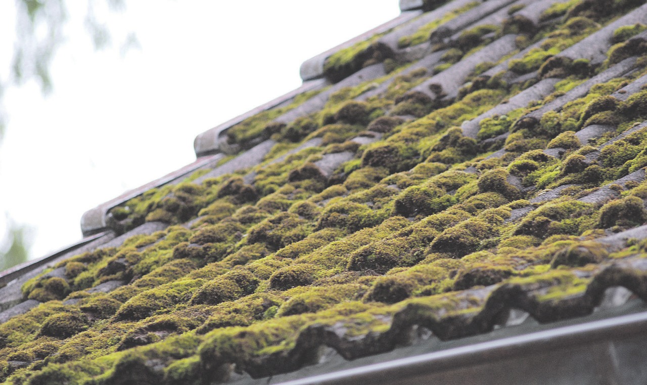 Teile des Daches wachsen oft und schnell mit Moos zu. Da heißt es, Dachpfannen zu reinigen und die Substanz zu kontrollieren Fotos: Tina Jordan