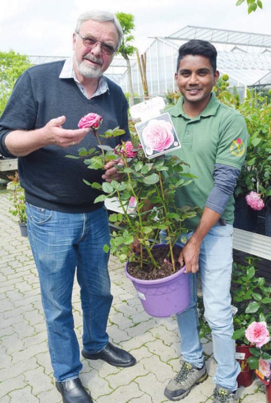 Werner Pein (l.) und sein Mitarbeiter Subash Krause vom Blumenhof Pein in Halstenbek halten eine große Auswahl an Rosen für ihre Kunden parat, wie hier eine Parfuma des Züchters Kordes
