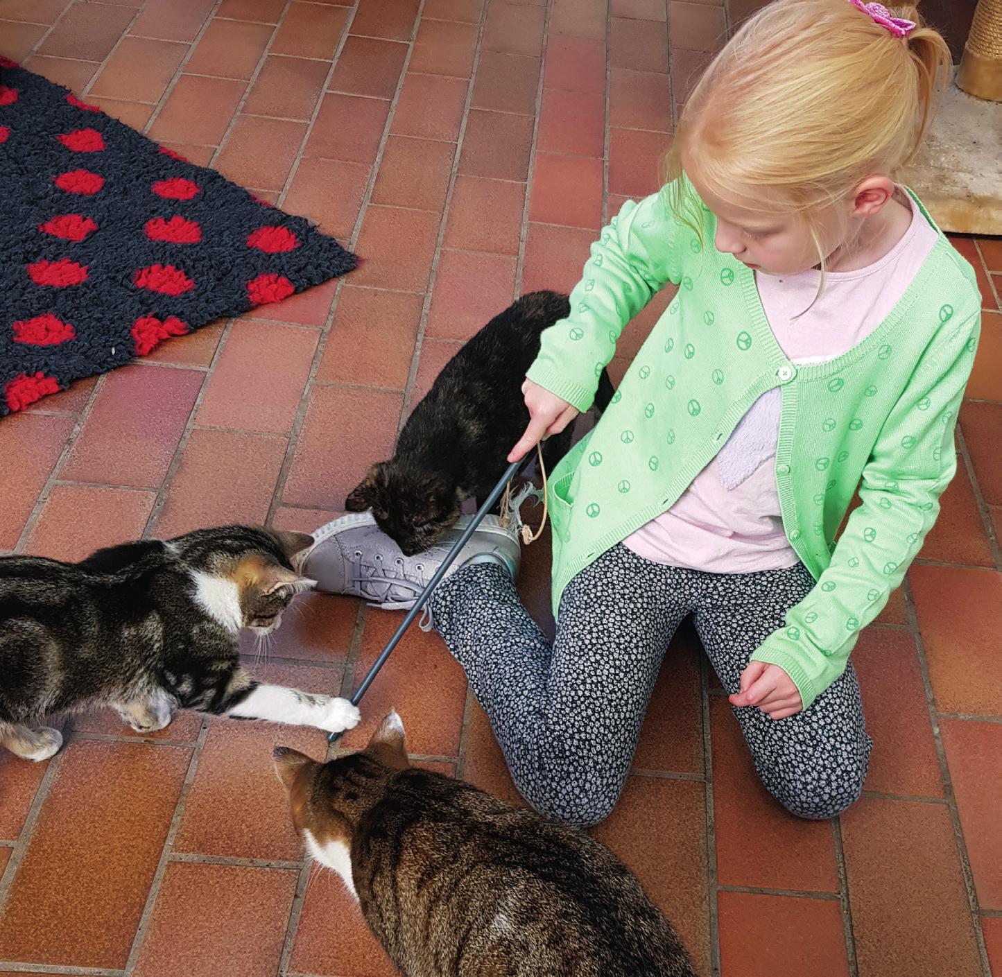 Ehrenamtliche Kümmerer immer gesucht: Die Katzen genießen die Aufmerksamkeit der achtjährigen Lia. Ehrenamtliche Kümmerer immer gesucht: Die Katzen genießen die Aufmerksamkeit der achtjährigen Lia.