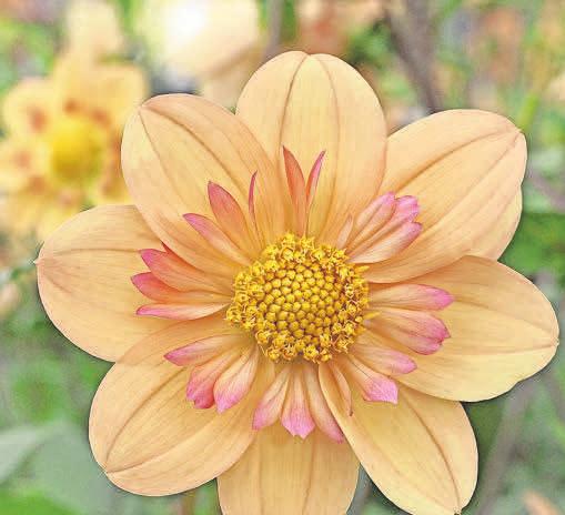 Dahlien entwickeln den gesamten Sommer über neue Knospen und erfreuen bis zum ersten Frost im Herbst mit ihrer Pracht. Fotos: www.fluwel.de Dahlien entwickeln den gesamten Sommer über neue Knospen und erfreuen bis zum ersten Frost im Herbst mit ihrer Pracht. Fotos: www.fluwel.de
