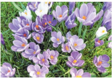 Blumenfreude dank Fleischer Gartencenter. FOTO: CB Blumenfreude dank Fleischer Gartencenter. FOTO: CB