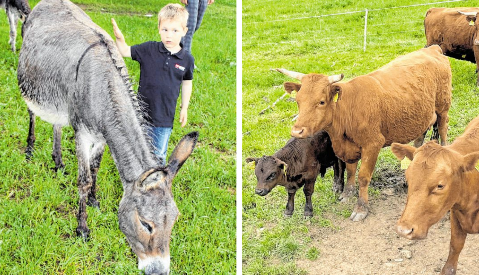 Neben den Eseln wohnen noch Vorwerkhühner, Kaninchen, Kamerunschafe und Dexter-Rinder in der neuen Tier-WG. Neben den Eseln wohnen noch Vorwerkhühner, Kaninchen, Kamerunschafe und Dexter-Rinder in der neuen Tier-WG.