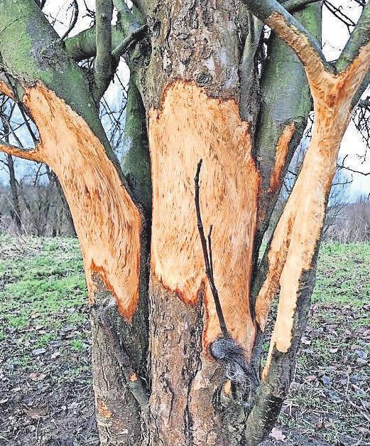 Nicht eingezäunt können Obstbäume von Schafen bis zum Totalschaden entrindet werden. Foto: Hanse Obst Nicht eingezäunt können Obstbäume von Schafen bis zum Totalschaden entrindet werden. Foto: Hanse Obst