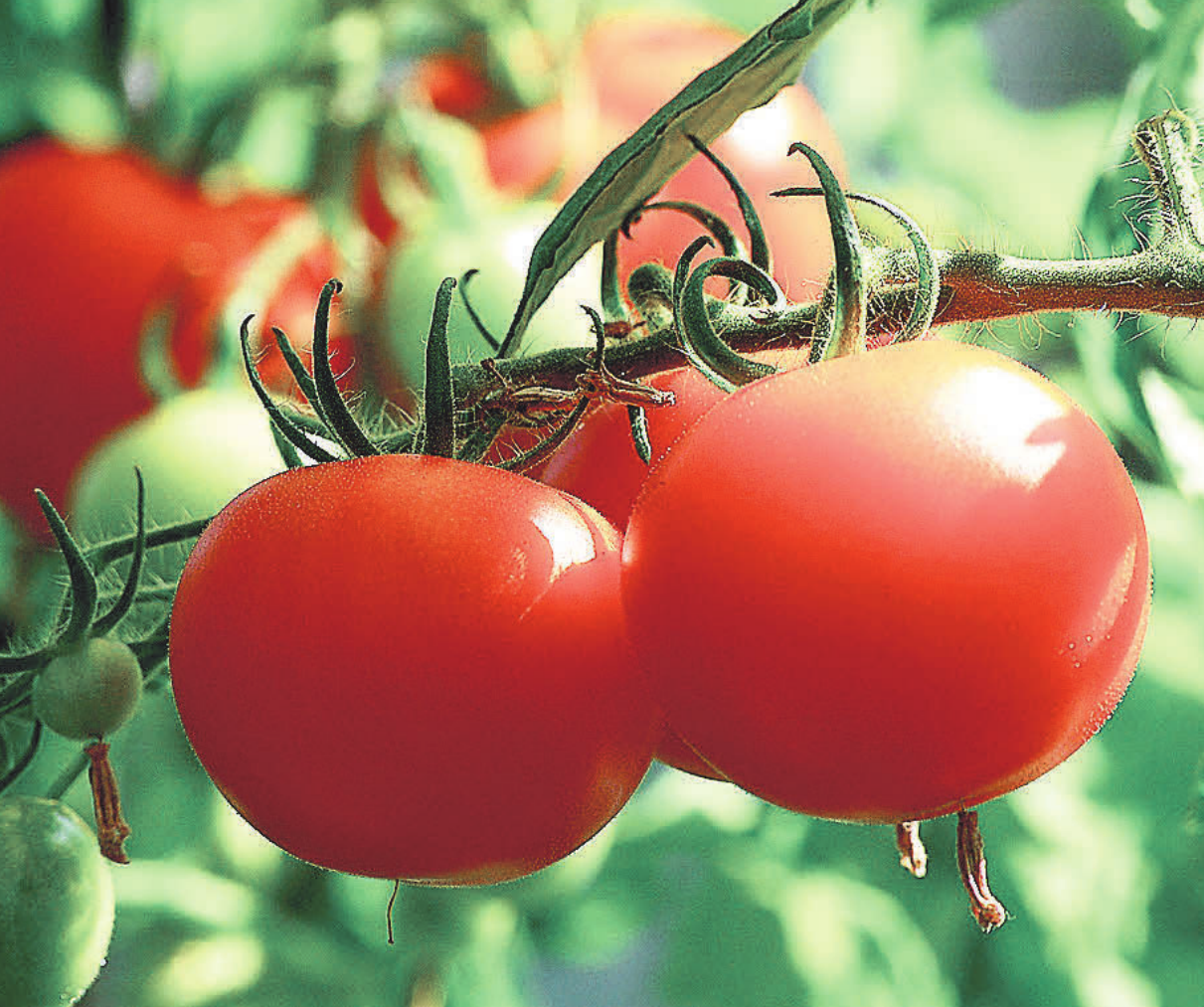 Tomaten können nicht nur in einem Garten angepflanzt werden. Foto: Pixabay/axelmellin Tomaten können nicht nur in einem Garten angepflanzt werden. Foto: Pixabay/axelmellin