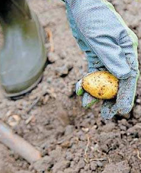 Kartoffeln zählen zwar zum mehrjährigen Gemüse, müssen allerdings spätestens im Herbst wegen der Kälte ausgegraben werden. Foto: Christin Klose/dpa Kartoffeln zählen zwar zum mehrjährigen Gemüse, müssen allerdings spätestens im Herbst wegen der Kälte ausgegraben werden. Foto: Christin Klose/dpa