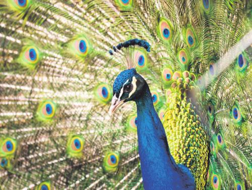 Ein Pfau fasziniertdie Besucher mit seinem bunten Gefieder. Bild: zVg Ein Pfau fasziniertdie Besucher mit seinem bunten Gefieder. Bild: zVg