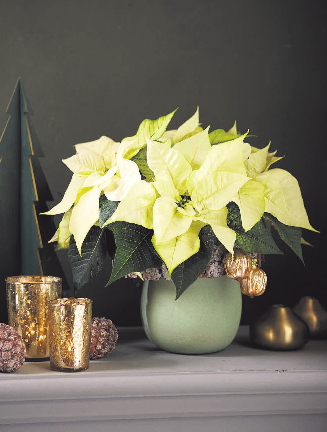 In ihrer unaufdringlichen Schönheit wirken cremefarbene Weihnachtssterne besonders edel und elegant. FOTO:STARS FOR EUROPE In ihrer unaufdringlichen Schönheit wirken cremefarbene Weihnachtssterne besonders edel und elegant. FOTO:STARS FOR EUROPE