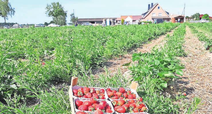 Auf dem Feld des Erlebnishofes Lahmann gibt es Erdbeeren auch zum Selbstpflücken. Auf dem Feld des Erlebnishofes Lahmann gibt es Erdbeeren auch zum Selbstpflücken.