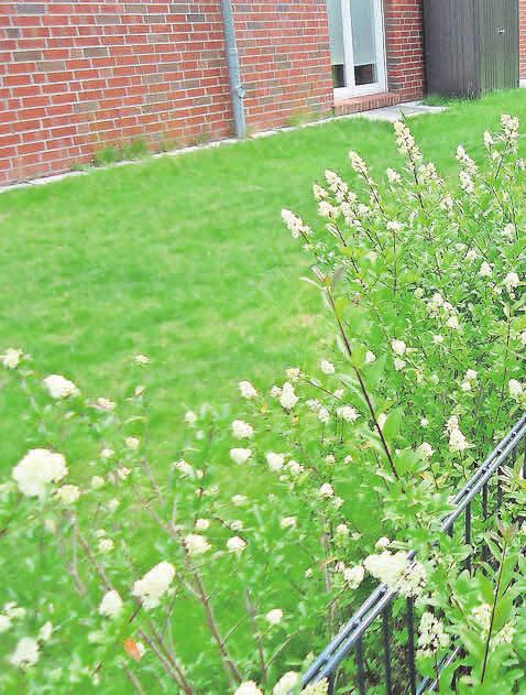 Blühende Ligusterhecken vermitteln einen lieblichen Eindruck. Foto: Busche Blühende Ligusterhecken vermitteln einen lieblichen Eindruck. Foto: Busche
