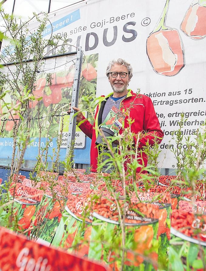 Klaus Umbach hat den Anbau von Goji-Beeren in Heilbronn regional gemacht. Klaus Umbach hat den Anbau von Goji-Beeren in Heilbronn regional gemacht.