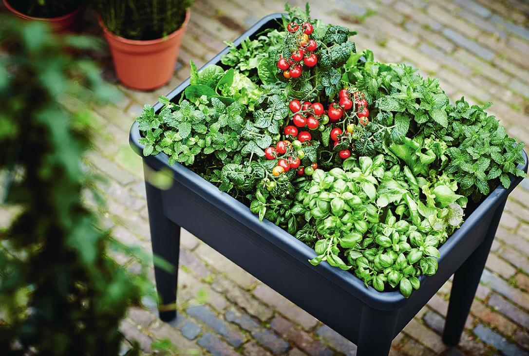 Green Basics Growtable: Hochbeet und Pflanztisch in einem (Elho). Green Basics Growtable: Hochbeet und Pflanztisch in einem (Elho).