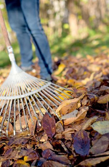 Im Herbst sollte das Laub in Ecken des Gartens angehäufelt werden. Foto: dpa Im Herbst sollte das Laub in Ecken des Gartens angehäufelt werden. Foto: dpa