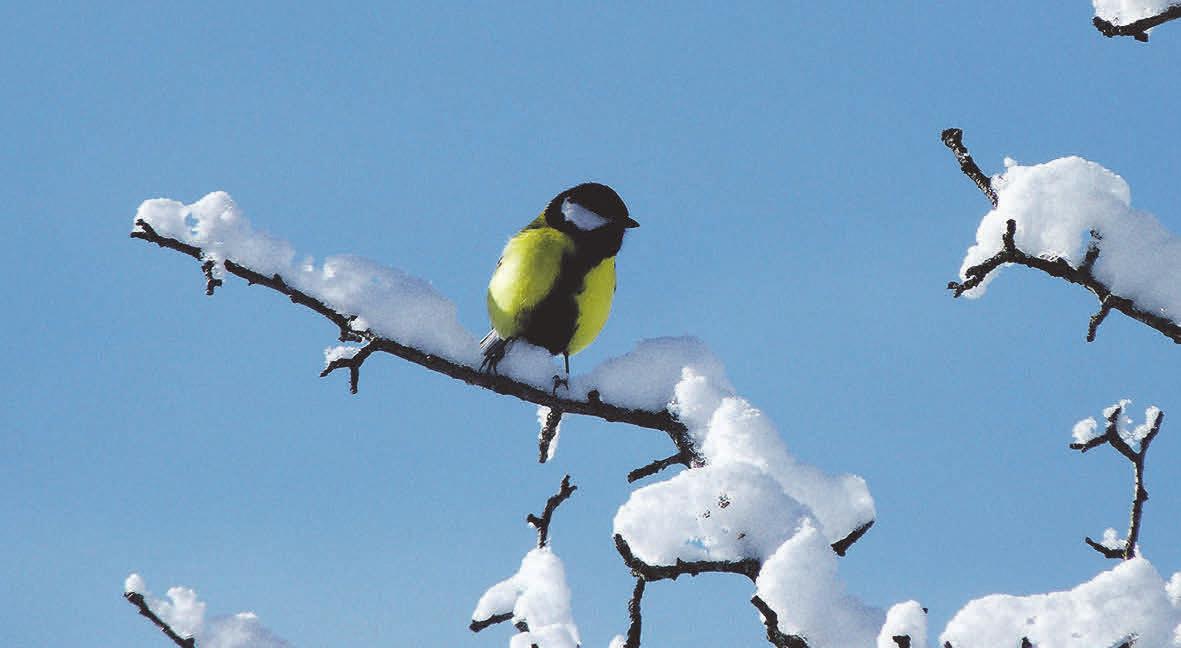 Es gibt viele Vogelarten, die die heimischen Gefilde auch in den kalten Monaten nicht verlassen. Foto:pxhere.com Es gibt viele Vogelarten, die die heimischen Gefilde auch in den kalten Monaten nicht verlassen. Foto:pxhere.com