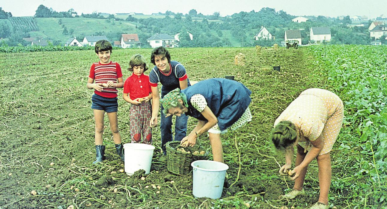 „Die Kartoffeln wurden in drei Körbe sortiert: kleine, beschädigte und grüne Kartoffeln in den Schweinekorb, die ganz makellosen in den Korb für die Verwandten in der Stadt. Der Rest in den Korb für uns.“ Fotos: vlntn/stock.adobe.com, Claudia Fy, privat „Die Kartoffeln wurden in drei Körbe sortiert: kleine, beschädigte und grüne Kartoffeln in den Schweinekorb, die ganz makellosen in den Korb für die Verwandten in der Stadt. Der Rest in den Korb für uns.“ Fotos: vlntn/stock.adobe.com, Claudia Fy, privat