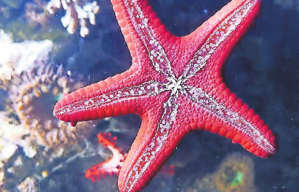 Beim LEGO-Quizpfad kommt man im SEA LIFE den Geheimnissen des Seesterns auf die Spur. Beim LEGO-Quizpfad kommt man im SEA LIFE den Geheimnissen des Seesterns auf die Spur.