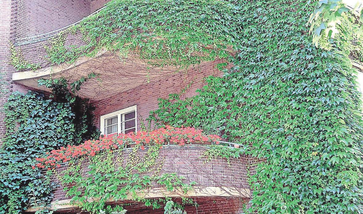 Wilder Wein an der Fassade. Foto: Busche Wilder Wein an der Fassade. Foto: Busche