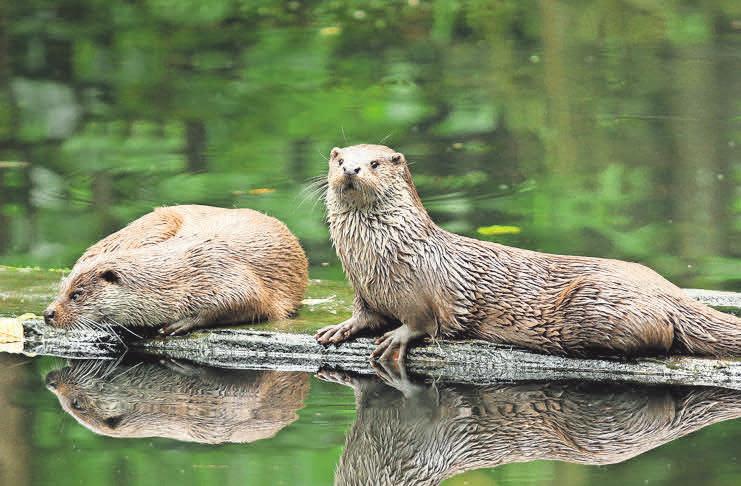 Die Fischotter sind die Lieblinge der Gäste. Die Fischotter sind die Lieblinge der Gäste.