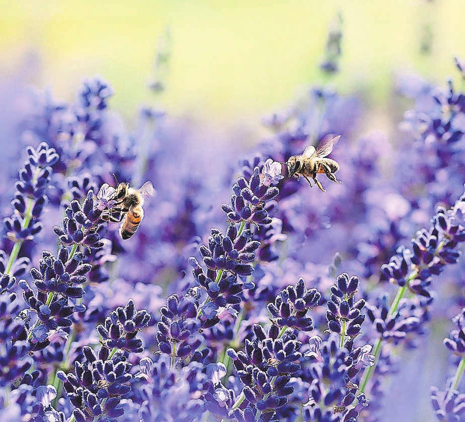 Lavendel sieht wunderschön aus, riecht gut, muss jedoch auch gepflegt werden. Foto: pixabay.com Lavendel sieht wunderschön aus, riecht gut, muss jedoch auch gepflegt werden. Foto: pixabay.com