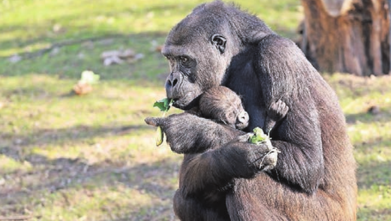 Das Krefelder Ehepaar hat die Patenschaft für Gorilla-Baby Bobóto – hier mit Mama Miliki – übernommen. Das Krefelder Ehepaar hat die Patenschaft für Gorilla-Baby Bobóto – hier mit Mama Miliki – übernommen.