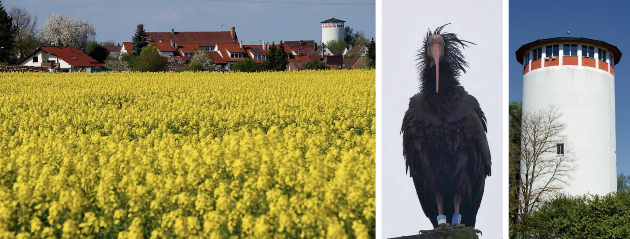 Herrliche Natur ist allerorts auf den Härten. Obelix, der Waldrapp, war erst kürzlich Gast uf den Härten; der Wasserturm ist und bleibt ein schönes Wahrzeichen Kusterdingens. Bilder: Jürgen Soltau, Thomas Gollhardt