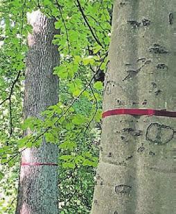 Rote Bänder markieren die Bäume, bei denen die Menschen ihre letzte Ruhe finden können. Rote Bänder markieren die Bäume, bei denen die Menschen ihre letzte Ruhe finden können.