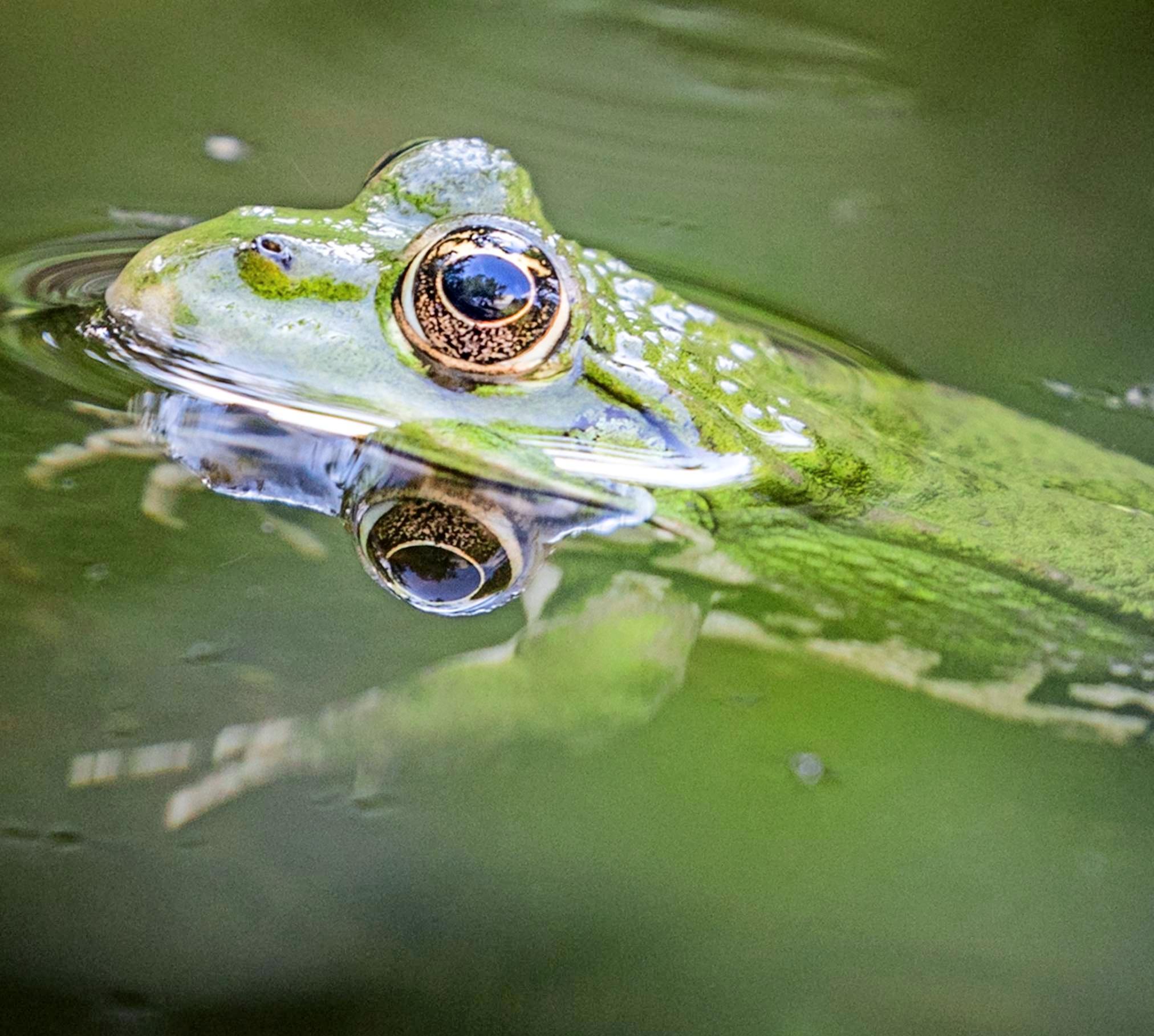 Groß war die Liebe der Tiefenbacher zu ihrem einzigen Frosch im Ort. Als dieser bei einem Unwetter fortgeschwemmt und schließlich von einem Müller gerettet wurde, errichteten die Dörfler ein hohes Geländer um den Feuersee. Foto: dpa Groß war die Liebe der Tiefenbacher zu ihrem einzigen Frosch im Ort. Als dieser bei einem Unwetter fortgeschwemmt und schließlich von einem Müller gerettet wurde, errichteten die Dörfler ein hohes Geländer um den Feuersee. Foto: dpa
