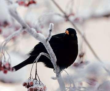 Futterplatz für den Winter: Darauf fliegen Vögel Image 2