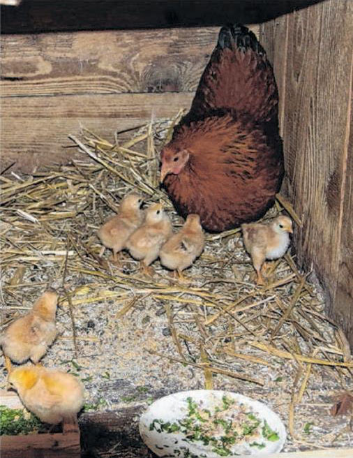 Süß, dieser Hühner-Nachwuchs. Süß, dieser Hühner-Nachwuchs.