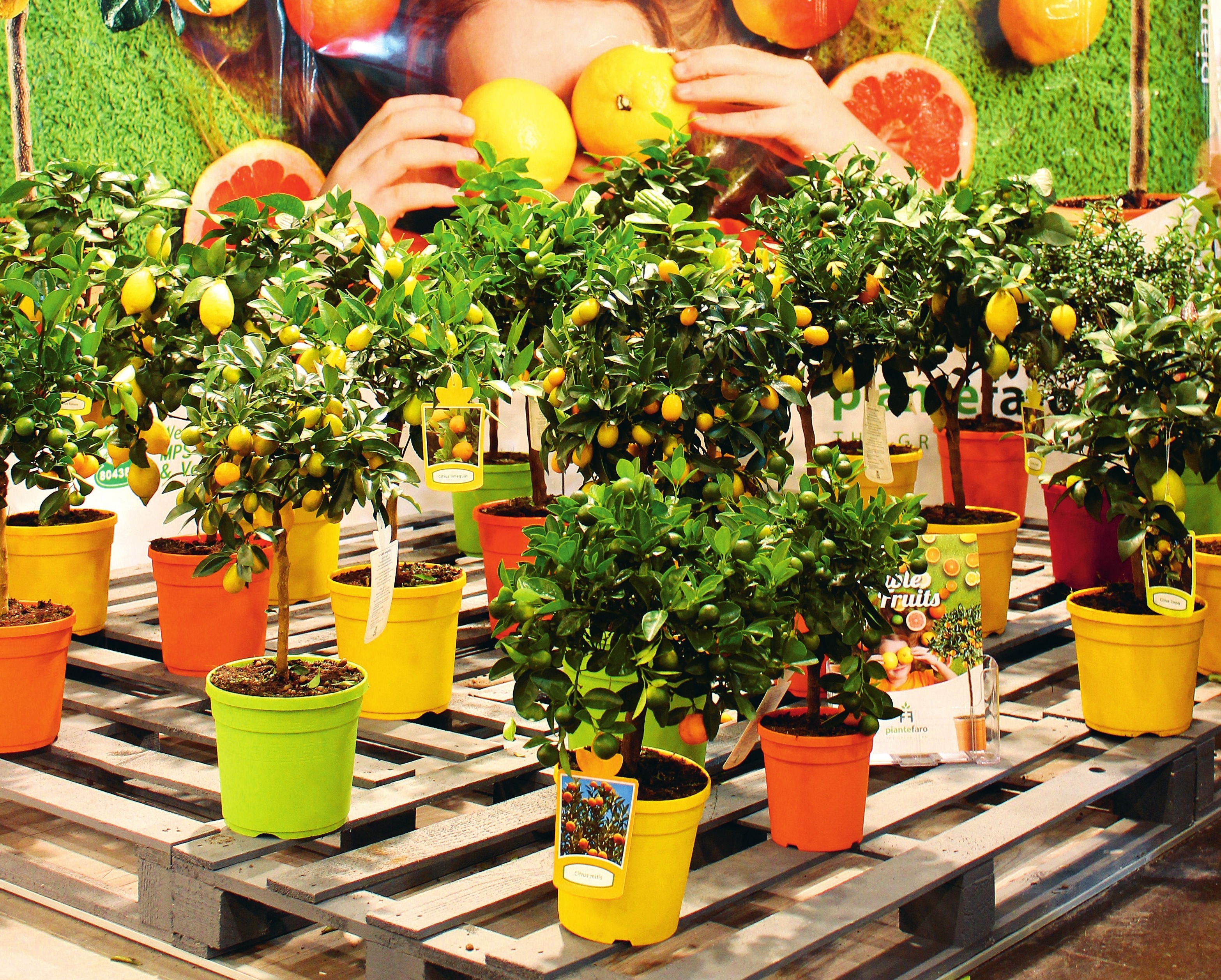 „Edible Fruits“ umfasst zwanzig Zitrus-Sorten im Dekortopf. „Edible Fruits“ umfasst zwanzig Zitrus-Sorten im Dekortopf.