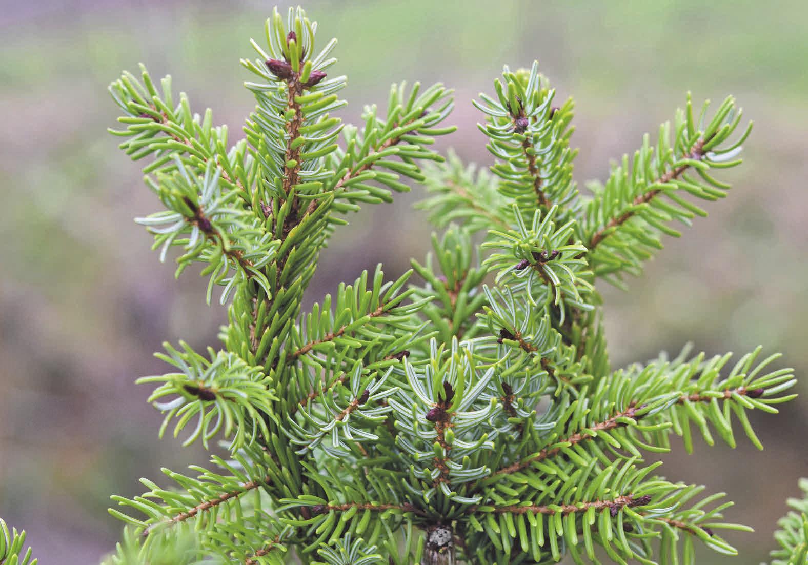 Die Landwirtschaftskammer Niedersachsen gibt Tipps, wie der Weihnachtsbaum frisch bleibt. Foto: JackieLou DL/Pixabay