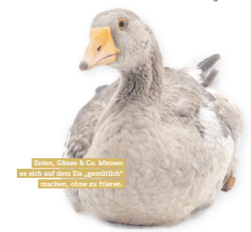 Enten, Gänse & Co. können es sich auf dem Eis „gemütlich“ machen, ohne zu frieren. Enten, Gänse & Co. können es sich auf dem Eis „gemütlich“ machen, ohne zu frieren.